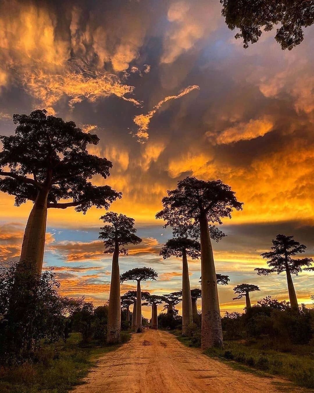 Beautiful Trees at the Avenue of the Baobabs