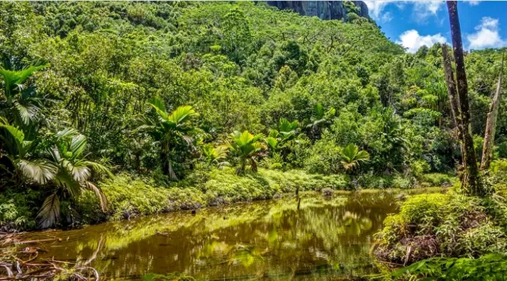 River in Morne Seychellois National Park