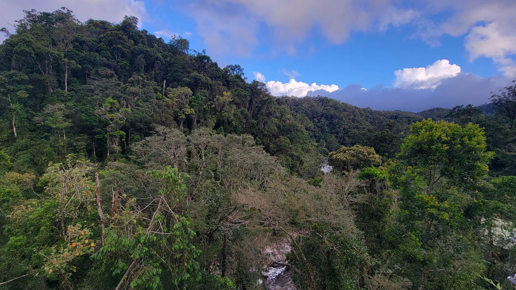 The Vegetation at Ranomafana National Park