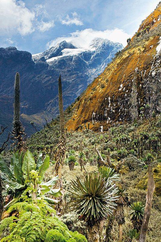 Rwenzori Mountains View