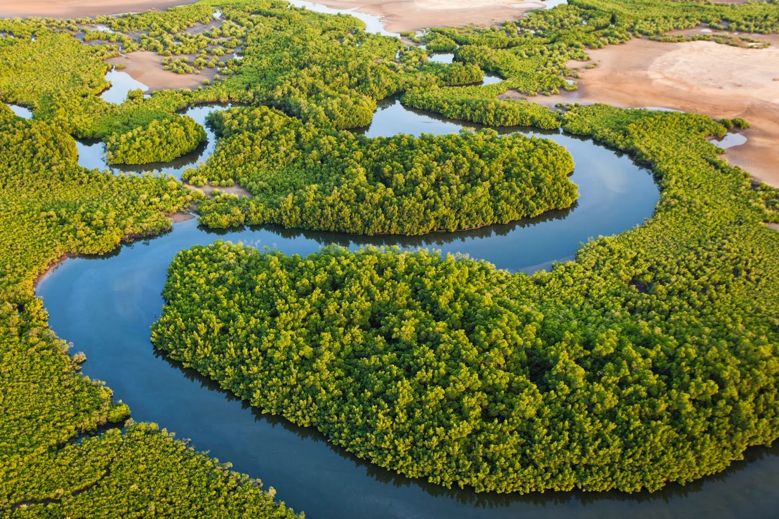 Beatiful Vegetation at Saloum Delta National Park