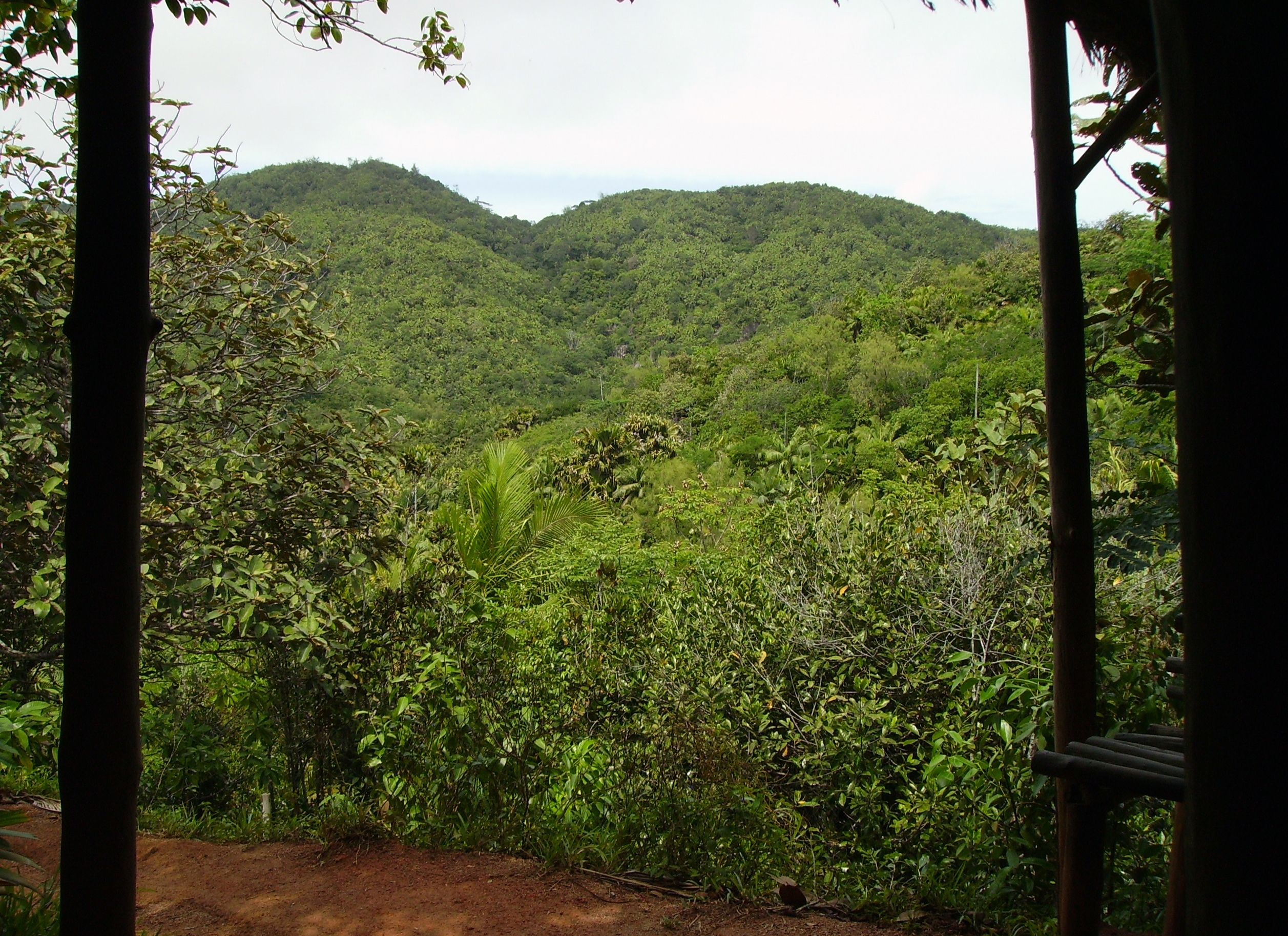 Vallee De Mai Nature Reserve