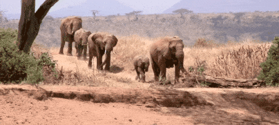 The African Elephants