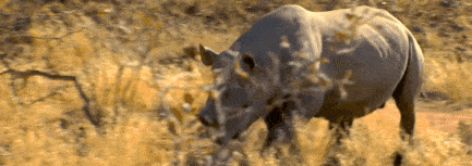 A Rhinoceros