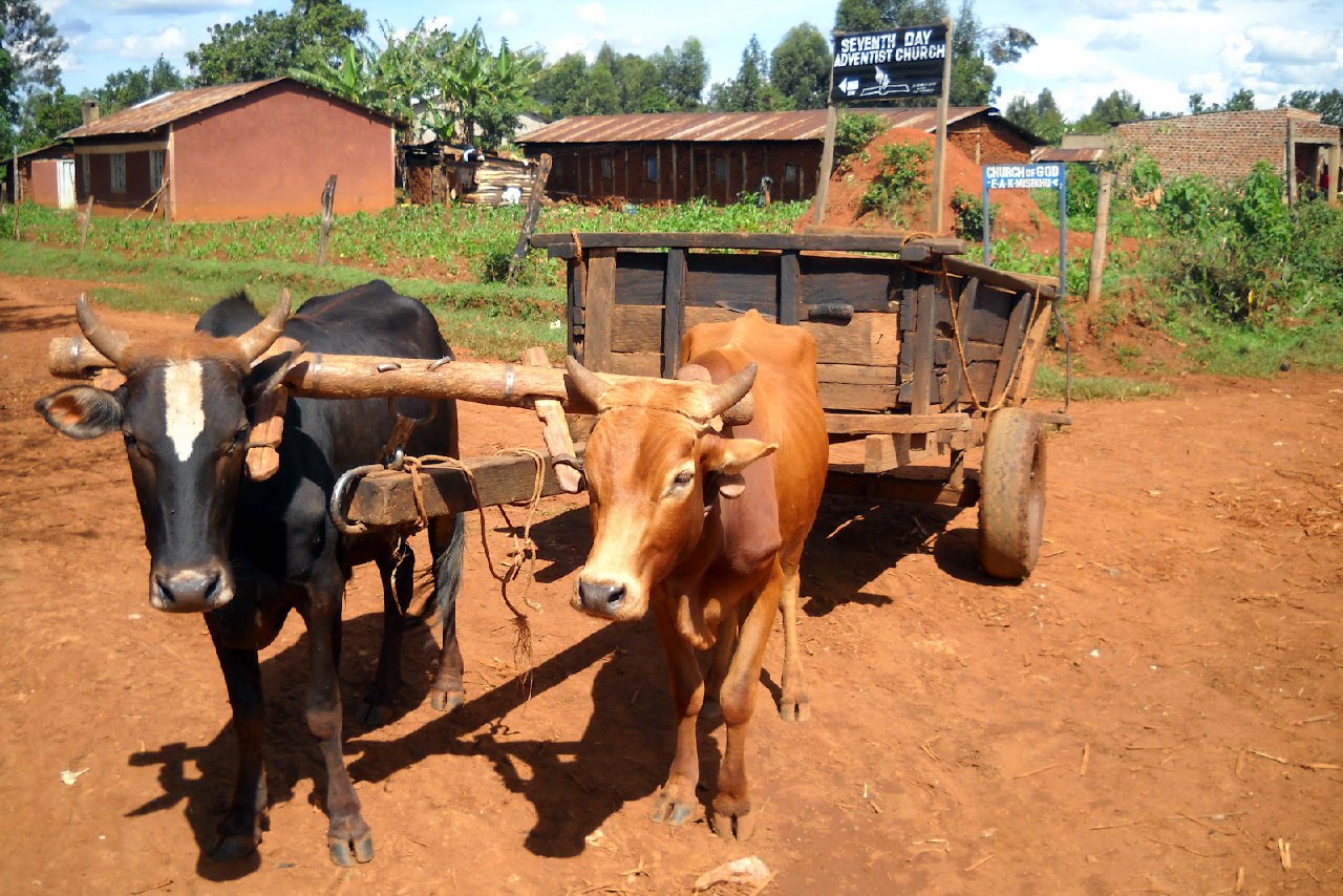 Farming animals in the rural Areas of Kenya