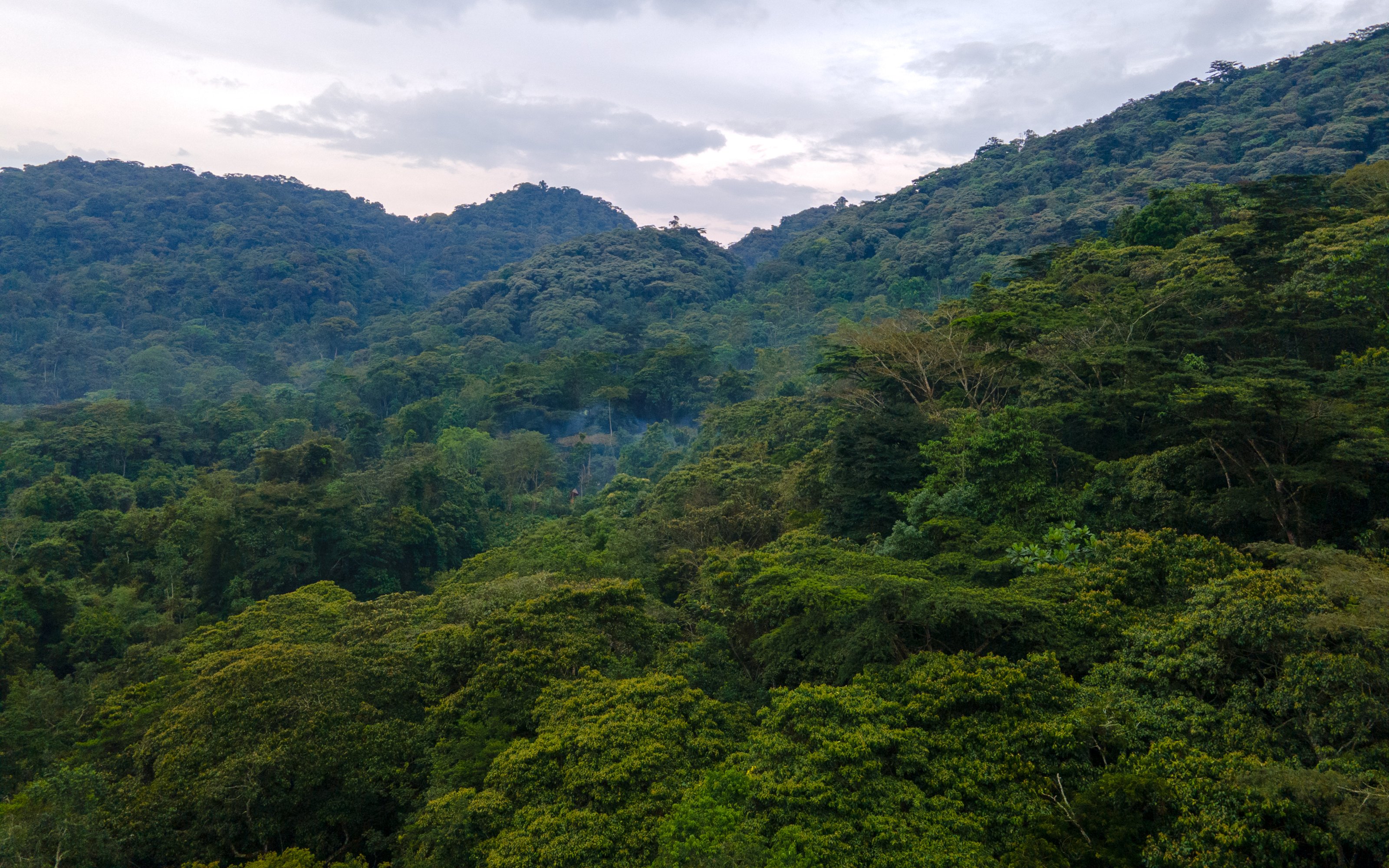 Forests Where Gorillas Live