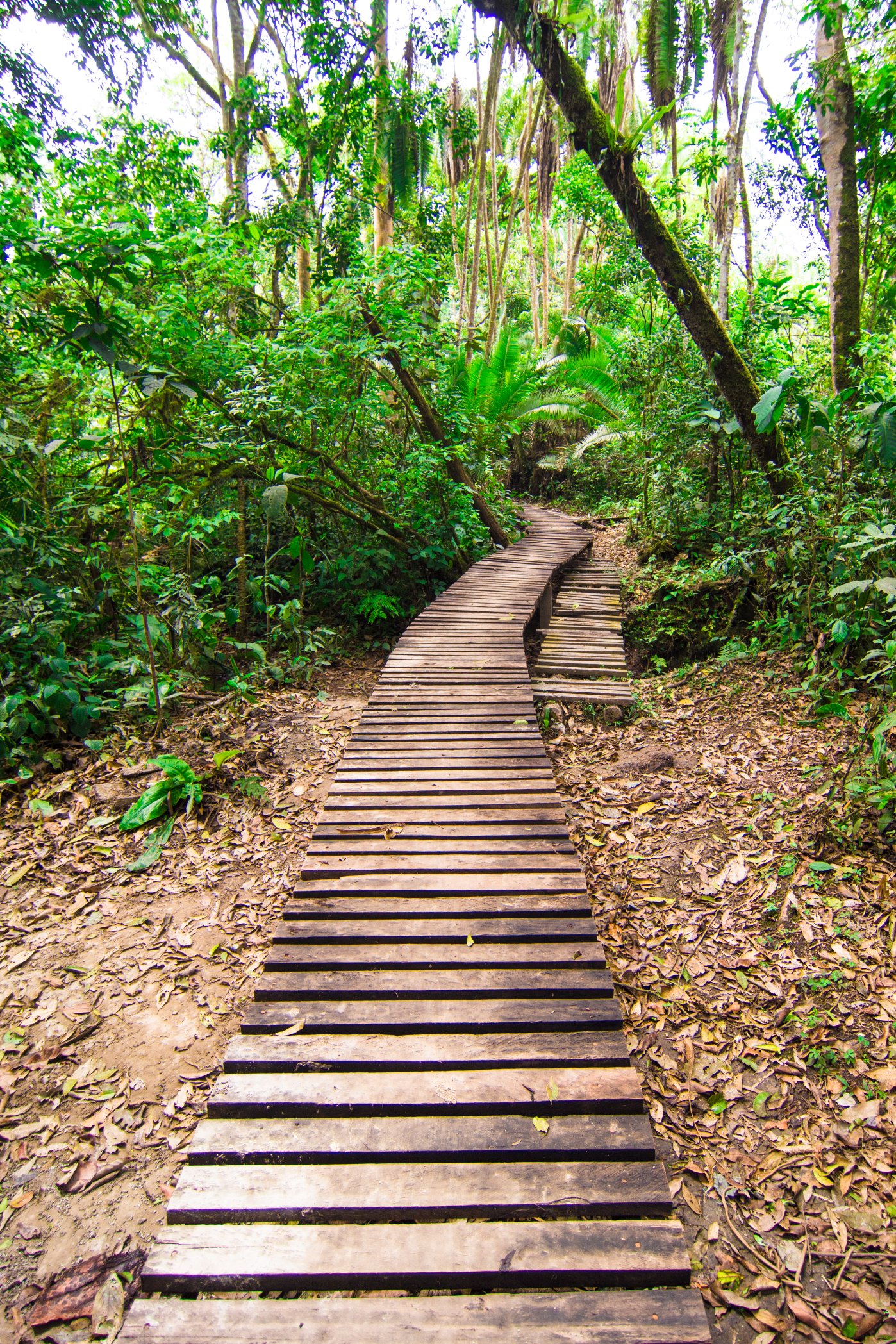 Pathway through the Park