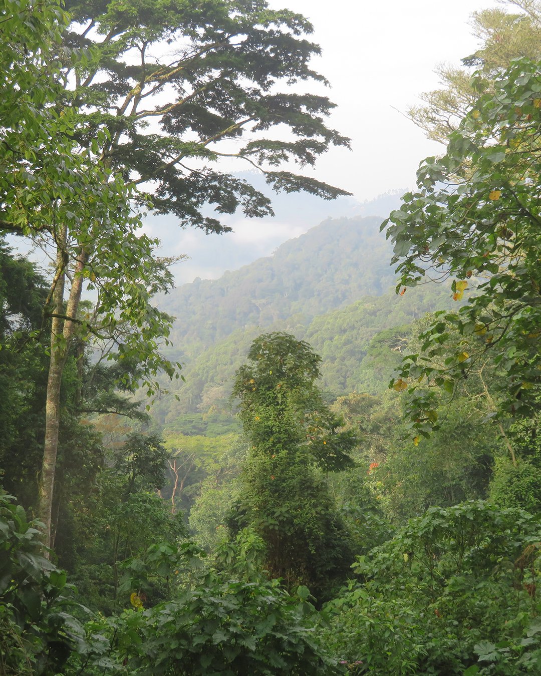 The Greenry of Bwindi Impenetrable National Park