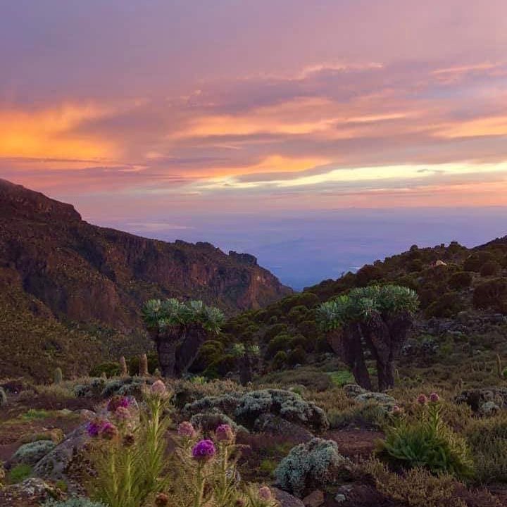 Shrubs on the Slopes of Mountain Kilimanjaro