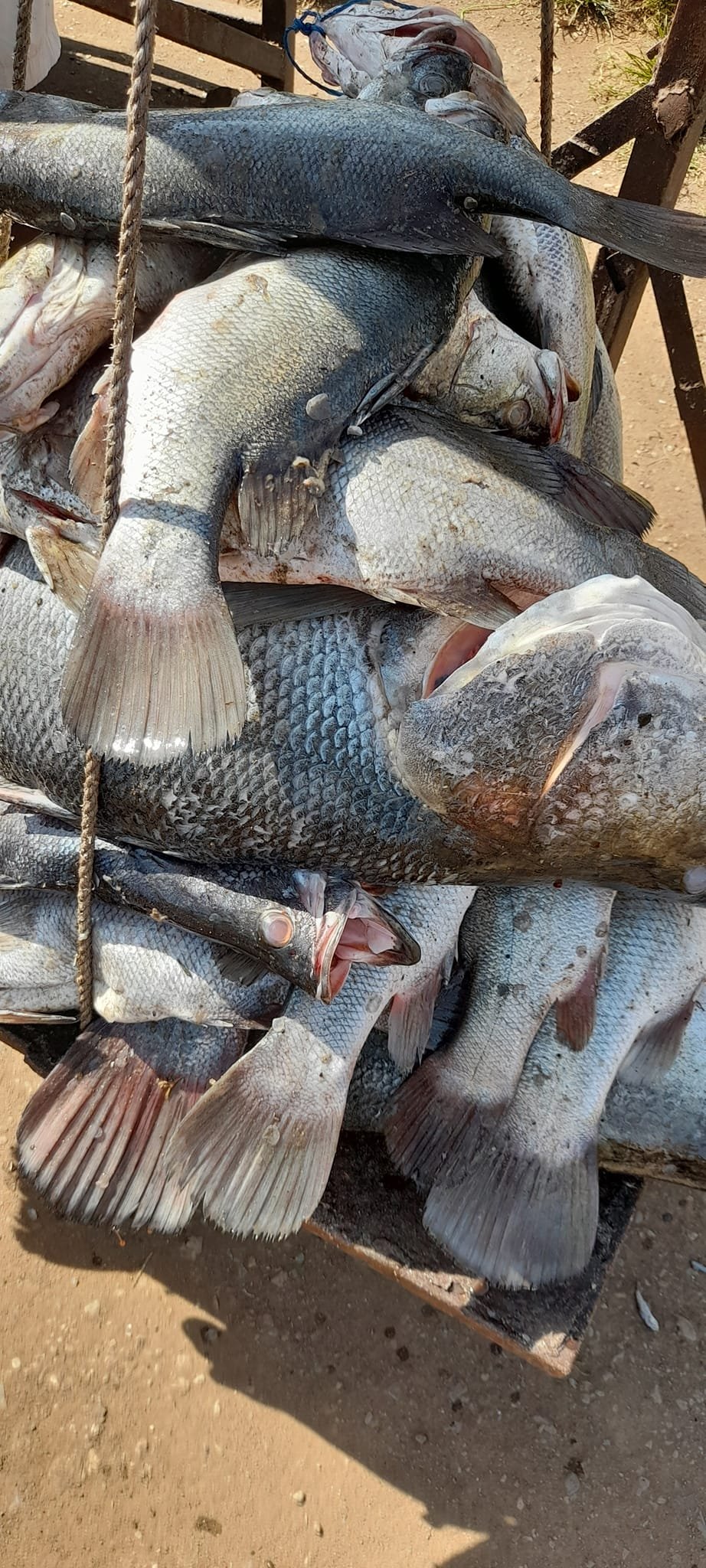 Fish Caught from Lake Victoria