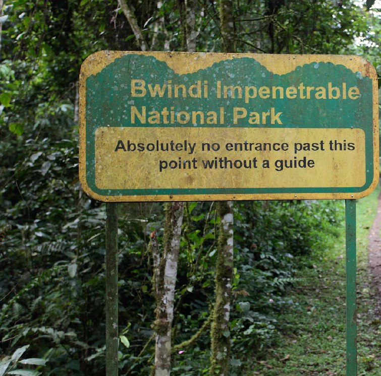 Bwindi Impenetrable which is Home to the Highest Population of Mountain Gorillas