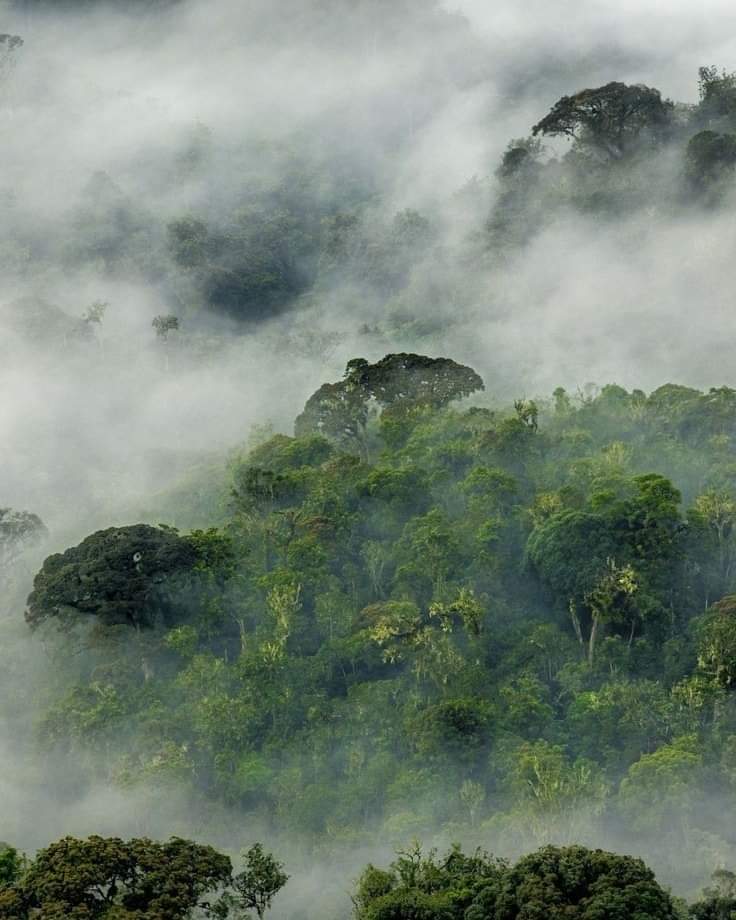 Misty Nyungwe Forest National Park